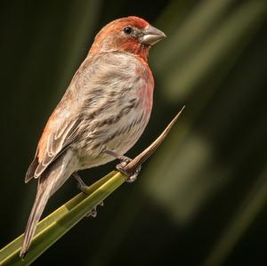 House Finch