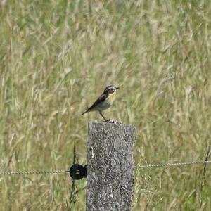 Whinchat