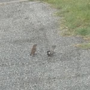 House Sparrow