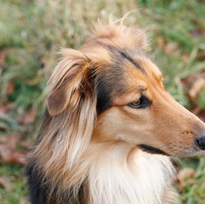 Unknown Breed
