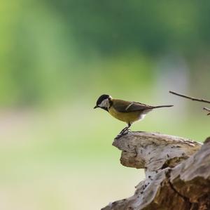 Great Tit