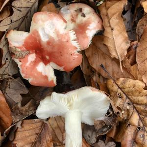 Bare-toothed Russula