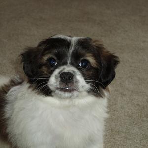 Unknown Breed