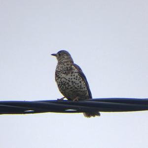 Mistle Thrush