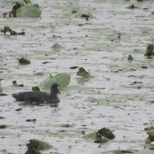 Common Coot