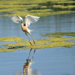 Squacco Heron