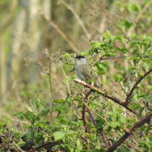 Blackcap