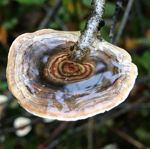 Turkey-tail