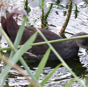 Common Moorhen