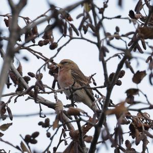 Common Redpoll