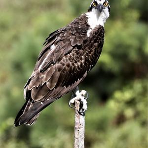 Osprey