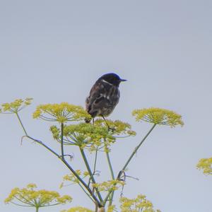 European stonechat