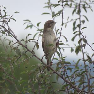 House Sparrow