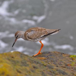 Common Redshank