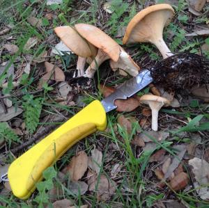 False Chanterelle