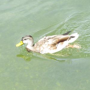 Stockente
