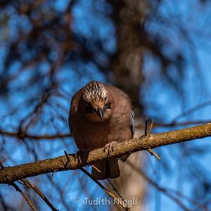 Eurasian Jay