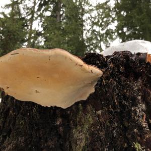 Red-belted Polypore