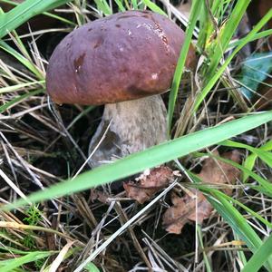 King Bolete