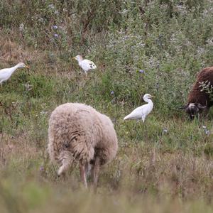 Cattle Egret