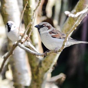 House Sparrow