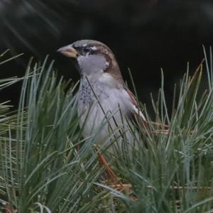 House Sparrow