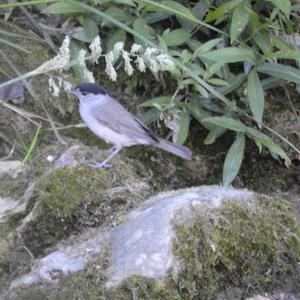 Blackcap