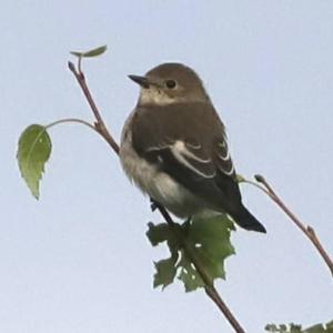 European Pied Flycatcher