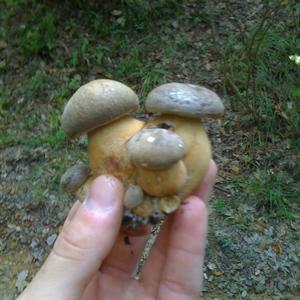 Summer Bolete