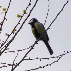 Great Tit