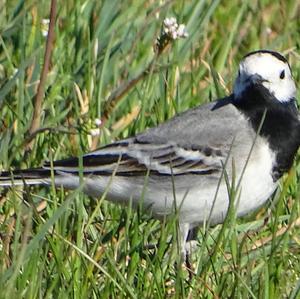 White Wagtail