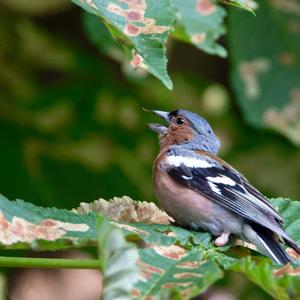 Eurasian Chaffinch