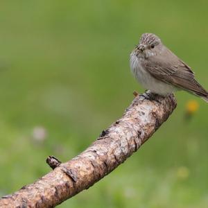 Spotted Flycatcher