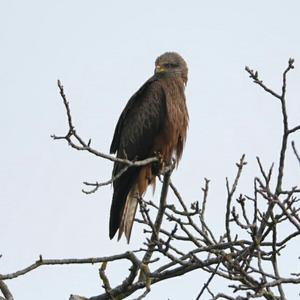 Black Kite