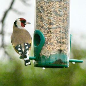 European Goldfinch