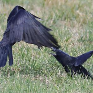 Carrion Crow