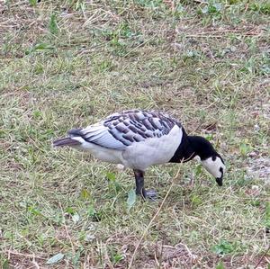 Barnacle Goose