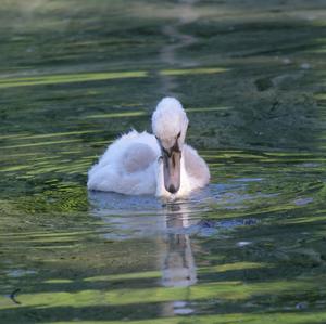 Mute Swan