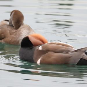 Red-crested Pochard