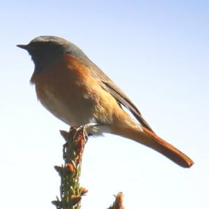 Common Redstart