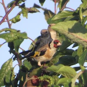 European Goldfinch