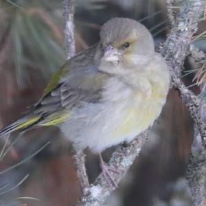 European Greenfinch