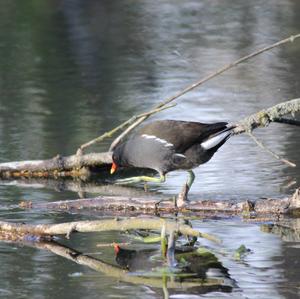 Common Moorhen