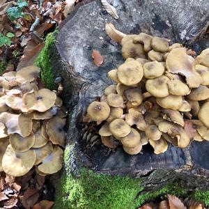 Honey Fungus