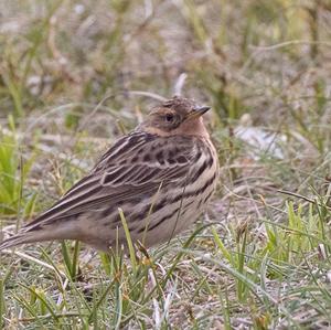 Red-throated Pipit