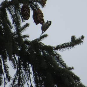 Coal Tit