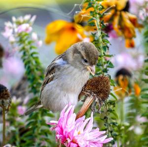 House Sparrow