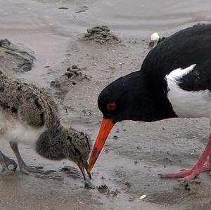 Eurasian Oystercatcher