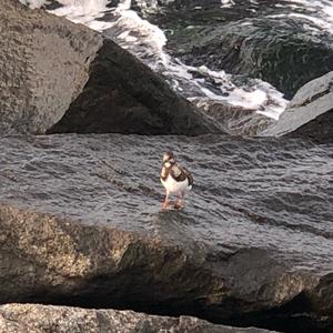 Ruddy Turnstone