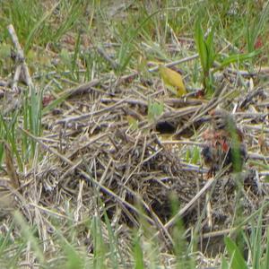 Eurasian Linnet